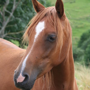 Equitation du souffle, Poney club et cheval club sur la Route des vins d’alsace