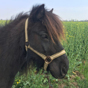 Equitation du souffle, Poney club et cheval club sur la Route des vins d’alsace