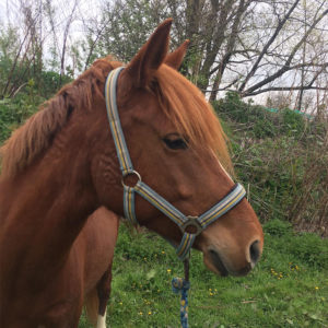 Equitation du souffle, Poney club et cheval club sur la Route des vins d’alsace