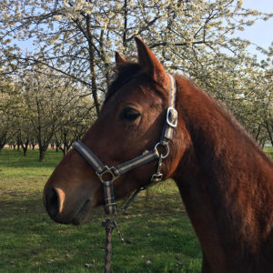 Equitation du souffle, Poney club et cheval club sur la Route des vins d’alsace