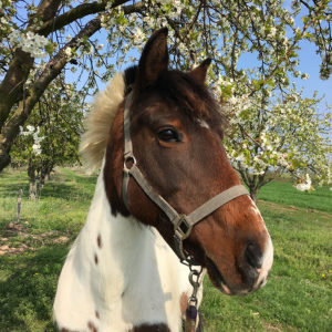 Equitation du souffle, Poney club et cheval club sur la Route des vins d’alsace