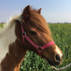 Equitation du souffle, Poney club et cheval club sur la Route des vins d’alsace