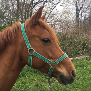 Equitation du souffle, Poney club et cheval club sur la Route des vins d’alsace