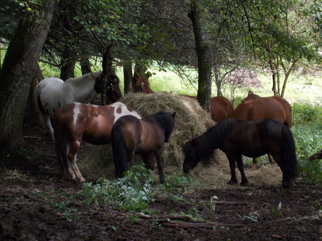 Equitation du souffle