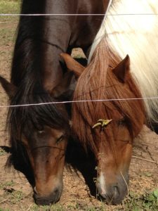 Equitation du souffle