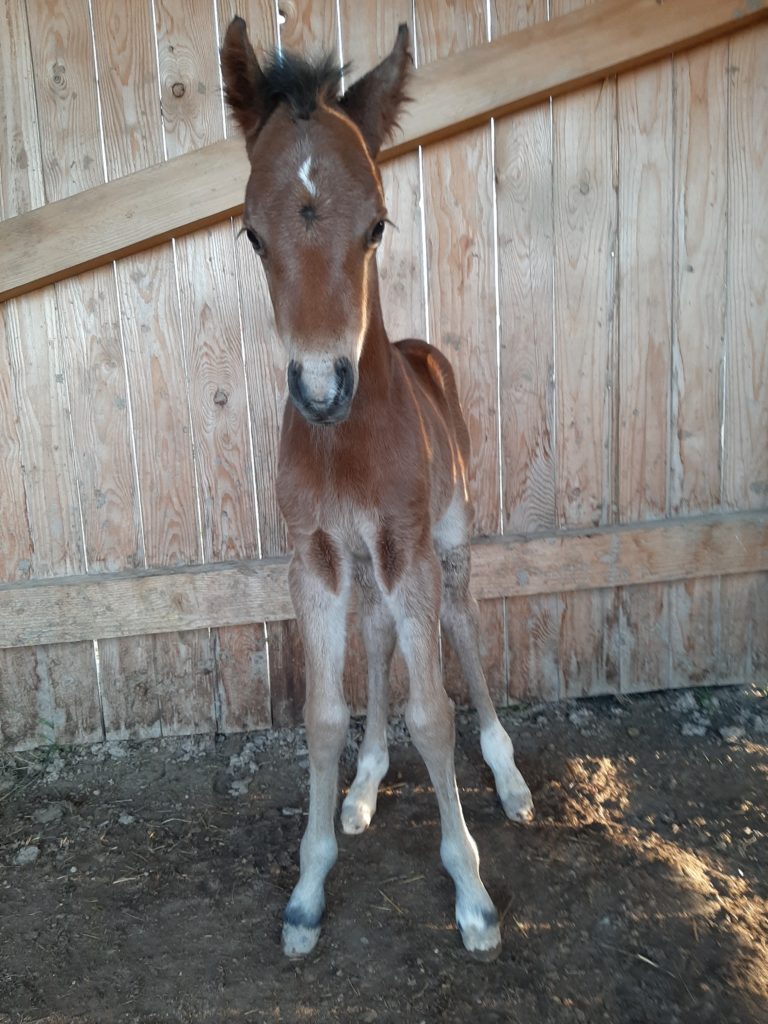 Kanak du souffle