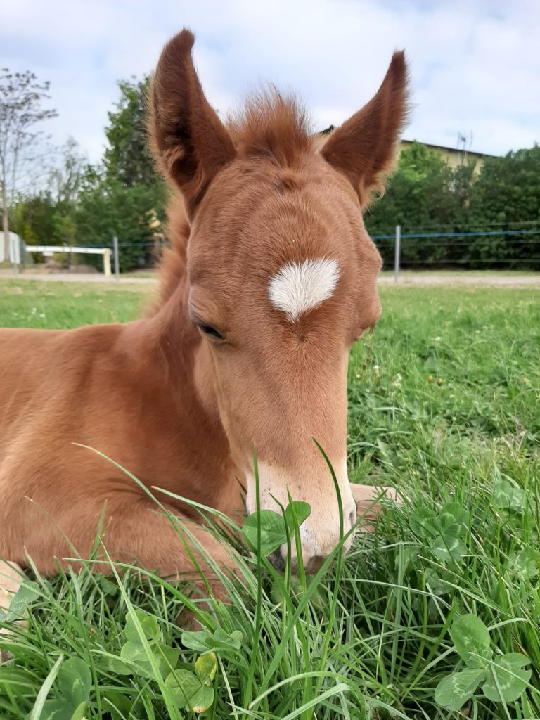 Kouack du Souffle